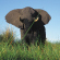 Elephant in the Chobe National Park